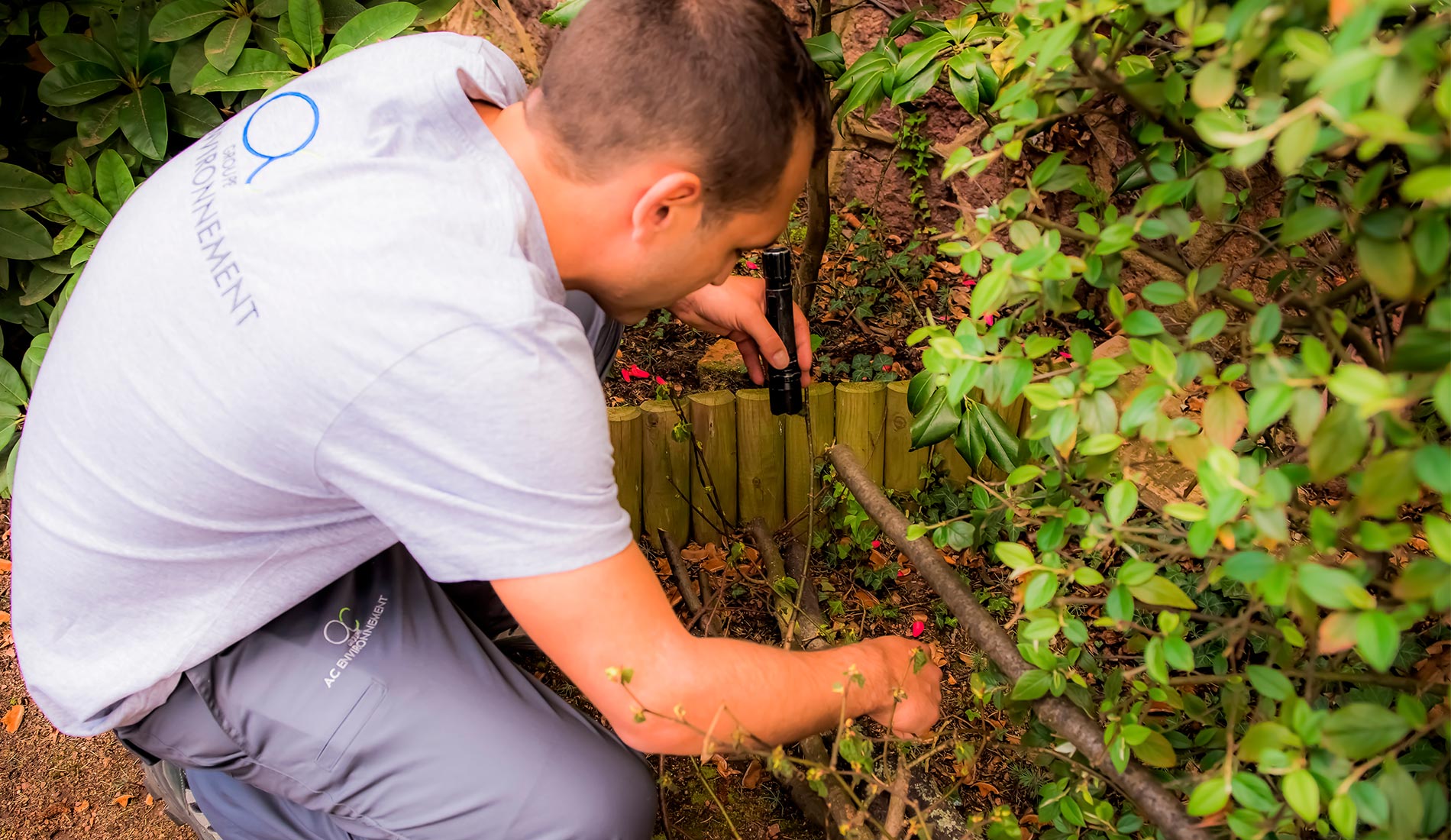 Diagnostic Termites et Insectes xylophages | AC Environnement